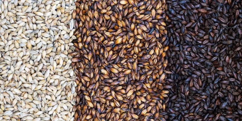 A flat-lay photograph showing three distinct columns of malted grains: light pale ale malt, golden caramel malt, and dark black malt.