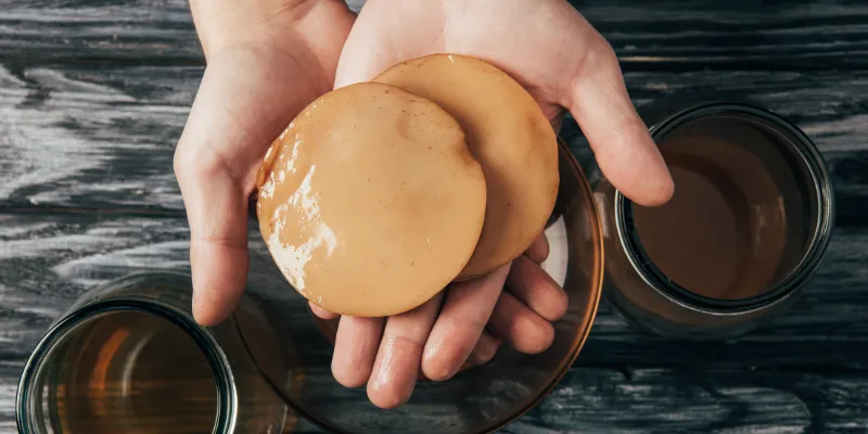 A top-down view of a person’s hands holding two smooth, tan-colored circular SCOBY pellicles over glass fermentation jars.