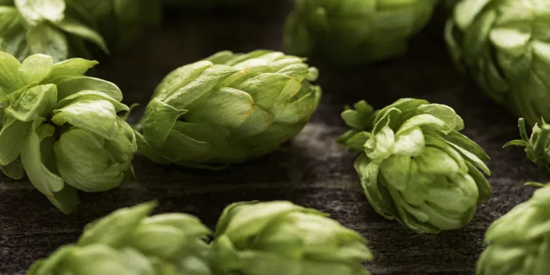Several fresh, vibrant green hop cones scattered across a dark, rustic wooden surface.