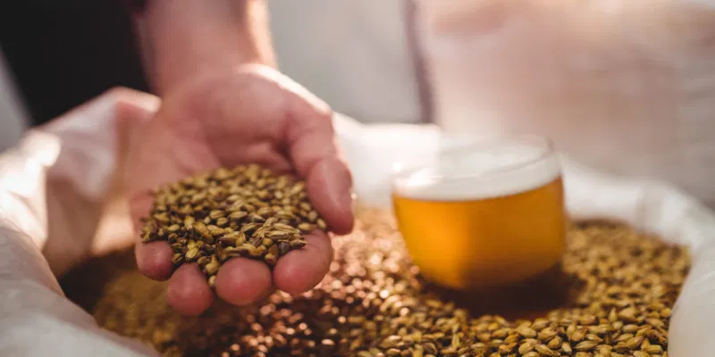 A close-up of a hand holding a handful of malted barley grains over a sack, with a glass of golden beer in the background.